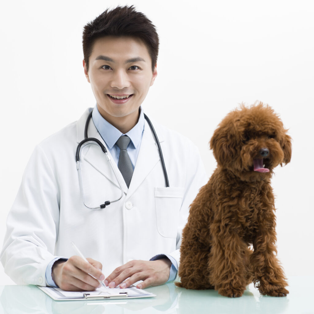 veterinarian examining a cute poodle