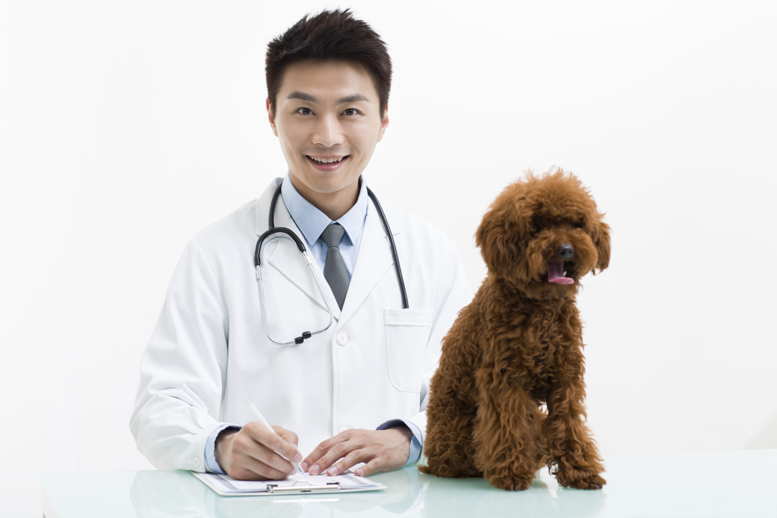 veterinarian examining a cute poodle
