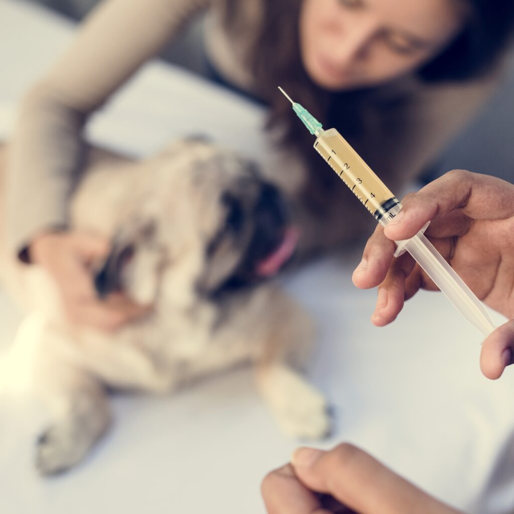 veterinarian preparing for a vaccination