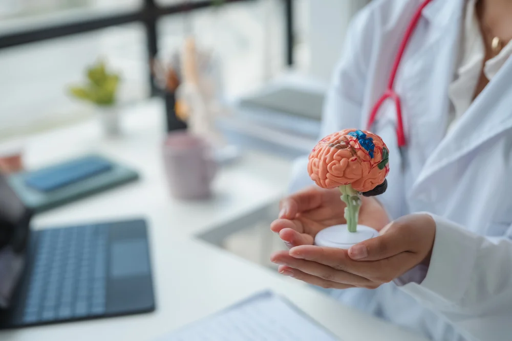 doctor holding anatomical model of human brain