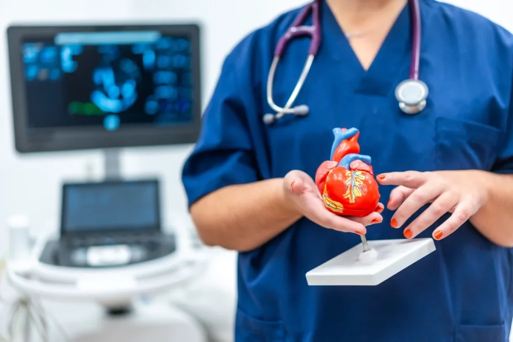 cardiologist holding a plastic heart shape model